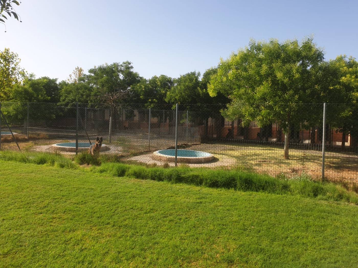 Patio de césped con dos piscinas para perros